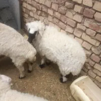سلام یک عدد بره ماده حدود 30