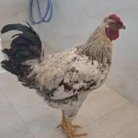 خروس چهل تاج