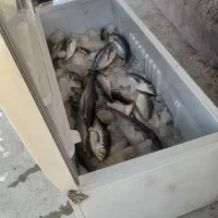 ماهی جنوب