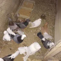 ۱۲عدد کبوتر معاوضه با گرینچیک ماده