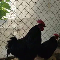 خروس استرالوپ