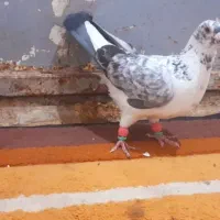کفتر بزک قلدر