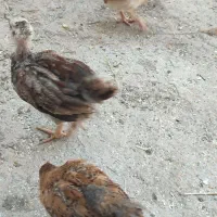 جوجه محلی ۸عددباهم فروخته میشودویک عدد خروس برهما