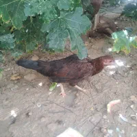 مرغ محلی