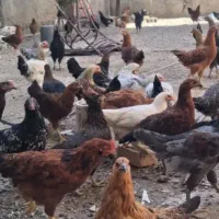 مرغ و خروس