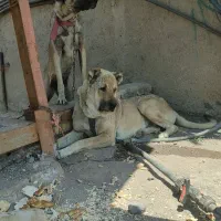 سگ گمشده