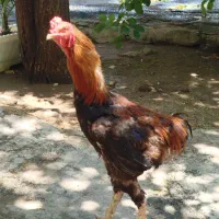 خروس