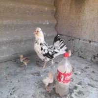 مرغ گلین با جوجه محلی