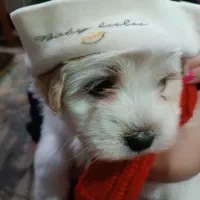 اشتپیز پودل