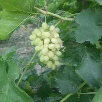 انگور خلیلی رسیده وشیرین