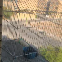 قفس پرنده