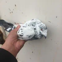 نامور|پرنده|کنگاور, |دیوار