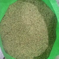عدس ایرانی تازه به شرط پخت