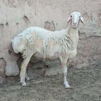 کاور دو دندون