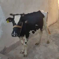 گاو شیری هلندی پنج تا شش کیلو شیر 5ماه آیین