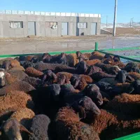 بره گوسفند قزل افشار اصل