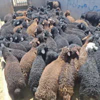 بره ریز قلم نر