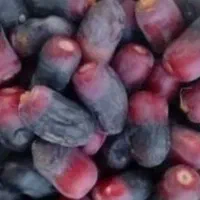 خرمای مضافتی بم