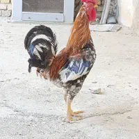خروس