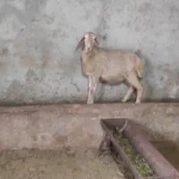 بره ماده ناب