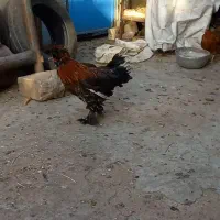 اجاره خردس سلطان فروشی