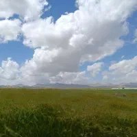 فروش و معاوضه گندم با تراکتور