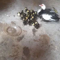 ۱۶عدد جوجه اردک اسرائیلی