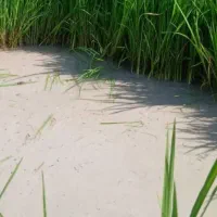 نشا برنج تارم و شمیم کاملا تمیز