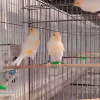 قناری رنگ روشن