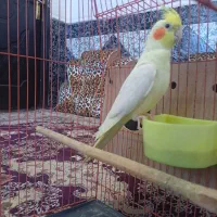 عروس هلندی
