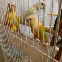 گرینچیک 4/5 ماه ردچیک مونچیک جفت و جوجه