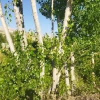 فروش چوب سپیدار