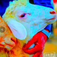 حراج نرینه*گوسفند زنده* قیمت واقعی«عقیقه»قربانی