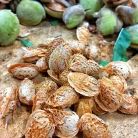 بادام کاغذی(فرخ)