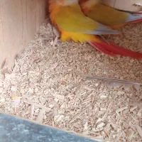 ردچیک بالغ