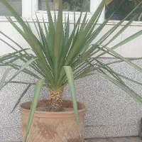 گل برای فروش