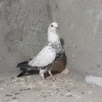 کبوتر نوک سیاه