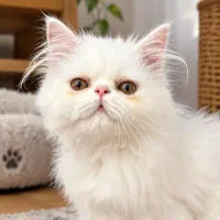بچه گربه
