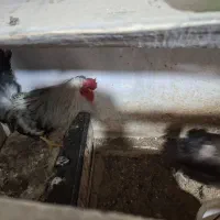 مرغ وخروس
