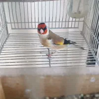 سهره چهار گل زنجیری