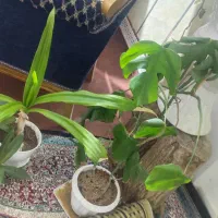 گل طبیعی