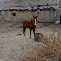 اسب|اسب و تجهیزات اسبسواری|مشهد, موسوی قوچانی|دیوار