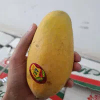 انبه درجه یک صادراتی 340