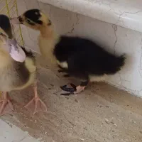 فروش فوری دو جوجه اردک سالم و درشت