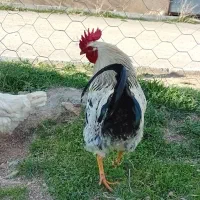 خروس|حیوانات مزرعه|دهگلان, |دیوار