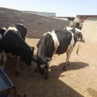 گاو نر