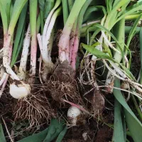 موسیر|خوردنی و آشامیدنی|اشترینان, |دیوار