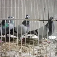 کفتر مسافتی