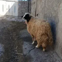 قوچ سنجابی گوسفند