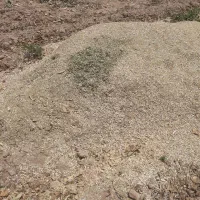 کاه لوبیا چیتی